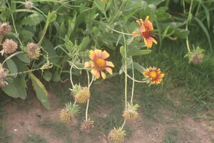 天人菊