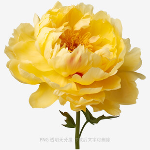 黄色盛开牡丹花朵特写