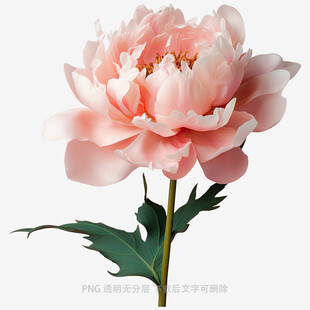 娇艳粉色牡丹花特写