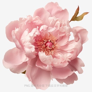 娇艳粉色牡丹花