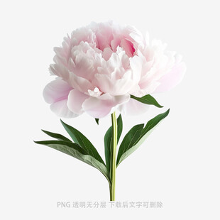 娇艳盛开的粉色牡丹花