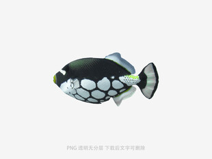 黑白斑点鱼特写