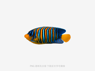 条纹斑斓的美丽观赏鱼