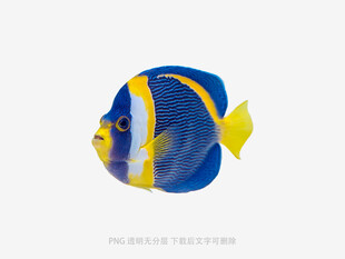 蓝黄条纹热带观赏鱼