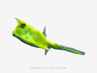 黄绿斑点小海鱼