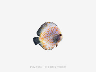 多彩神仙鱼特写