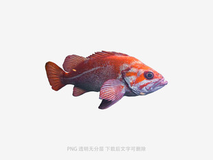 色彩艳丽的海洋观赏鱼