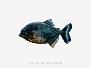 黑色食人鱼特写