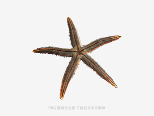 海星特写
