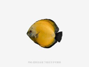 黄色蝴蝶鱼特写