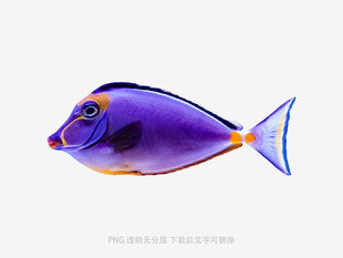 紫色热带鱼特写