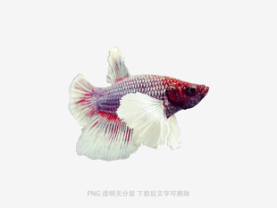美丽多彩的观赏斗鱼