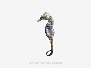 海洋鱼