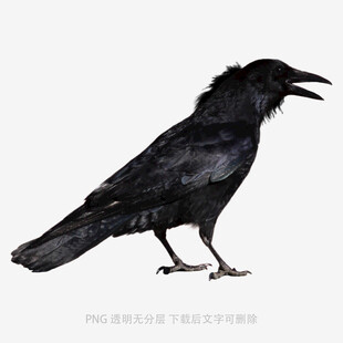 乌鸦