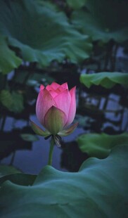 娇艳荷花绽放于绿叶间