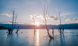 夕阳下水中枯木的美景