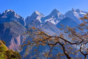雪山旁的枯树景观