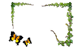 藤蔓边框与双蝶