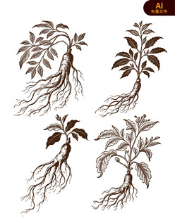 野山参插画