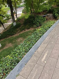 路边绿植与砖石步道景观