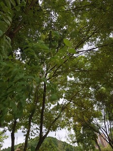 夏日绿树成荫景象
