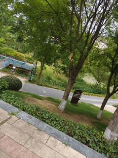 城市街边绿意盎然景致