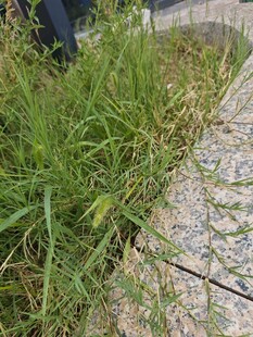 路边翠绿野草特写