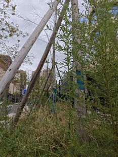 户外倾斜电线杆与绿植