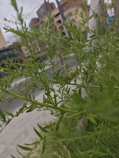 路边绿植与背景建筑景观