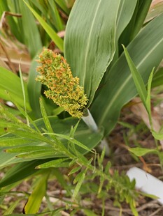 谷穗初成于翠绿植株间