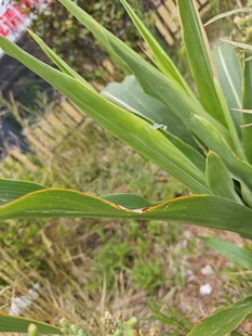 绿色植物特写