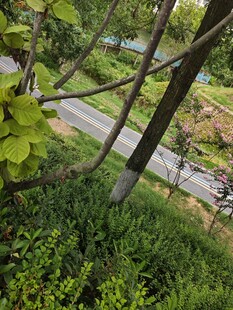 透过枝叶看户外道路