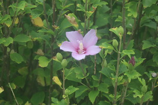 木槿