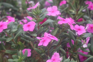 长春花