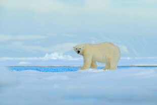 北极熊