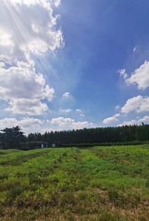 广阔绿野与蓝天白云美景