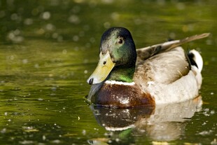 水中绿头鸭
