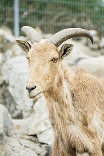 岩石旁的长角山羊