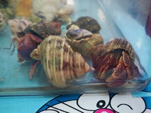 多彩海螺展示