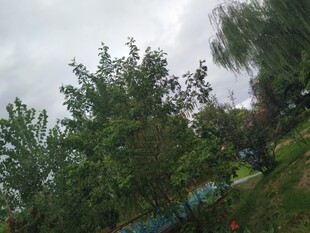 户外绿树成荫景致