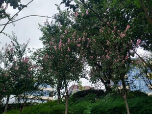 繁花绿树间的自然景致