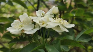 洁白素雅的绽放花朵