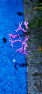 蓝色背景下的粉色花朵