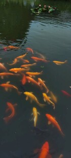 池塘中游动的多彩锦鲤