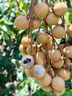 枝头饱满龙眼果实累累