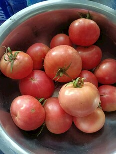 盆中鲜美的红番茄