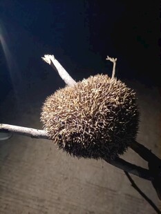 刺猬特写