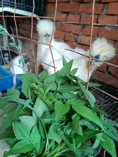 笼中白乌鸡与翠绿植物