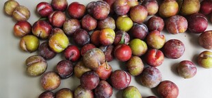 多彩水果堆成诱人景象