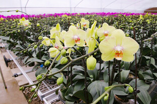 蝴蝶兰养殖